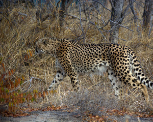 Cheetah stalking