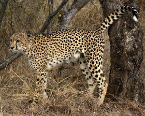 Cheetah in Karangwe