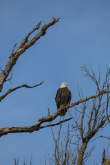 Eagle on guard