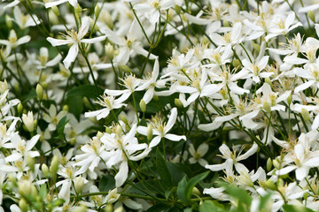White Clematis flowers on the branches.
