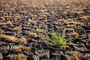 Grass in the countryside.