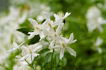 White Clematis flowers on the branches.