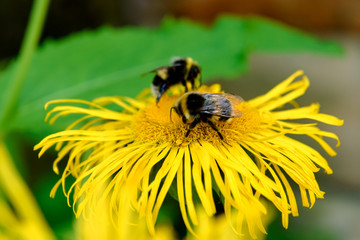 Flowers Yellow Oxeye (Telekia speciosa) pollinated by bees.   