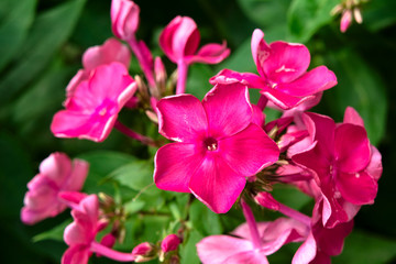 Fototapeta premium Pink phlox.