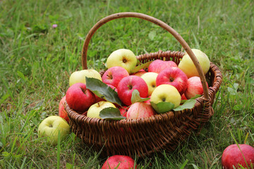 Basket with red and yellow apples on the grass in the garden