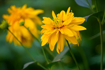 Yellow flower of rudbeckia dissected.