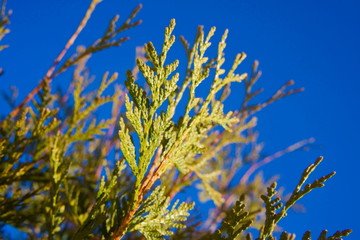 Branches of thuja (cypress) against the blue sky.