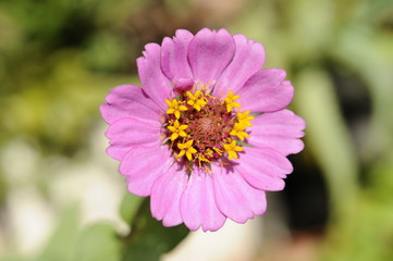 Obraz premium ヒャクニチソウの花