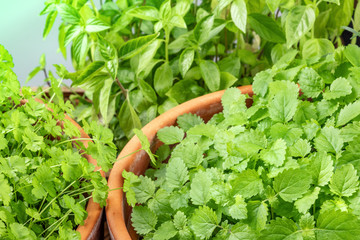 Pots with aromatic garden herbs, perfect green leaves