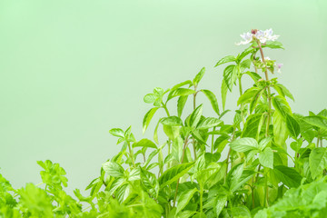 Side view of blooming basil plant with a place for text