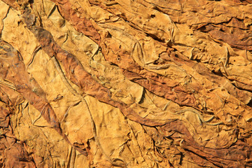 closeup of photo, dry tobacco leaves in the market