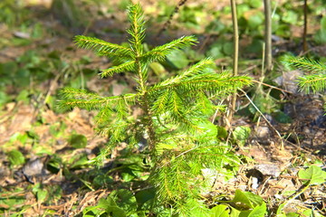 Fototapeta premium A small spruce in a spring forest.