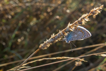 Small silver-studded blue butterfly sit on dry grass, plebejus argus