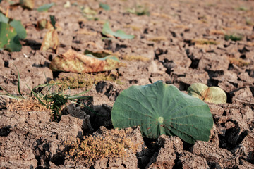 Lotus leaves on dry ground.