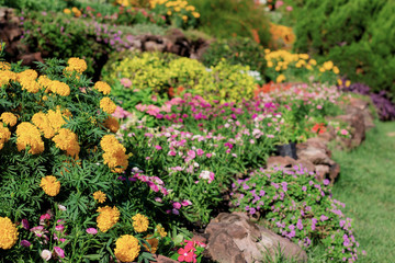 Many flower in garden.