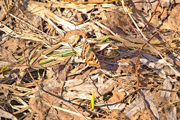 Butterfly hives on the dry grass early in the spring.