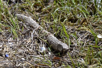 Трава на берегу реки