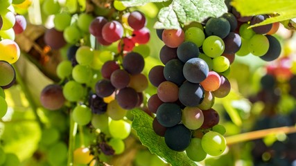 Close-up of bunches of ripe grapes on vine