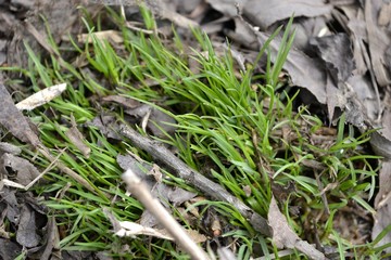 Трава на берегу реки