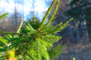 Branches of fir in the forest.