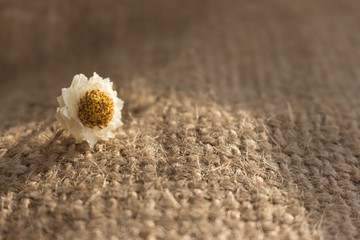 Small white flower in sunlight on rough knitting background. Blossom concept. Rogh beige knitting texture. Natural decoration concept. Small chamomile closeup.  