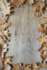 Autumn oak leaves on old wood background