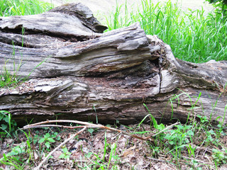 Baumstamm