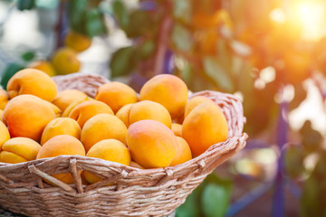 Ripe fresh organic apricots in the basket on the green background. Closeup, selective focus, toned