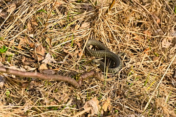 The snake is attacking.