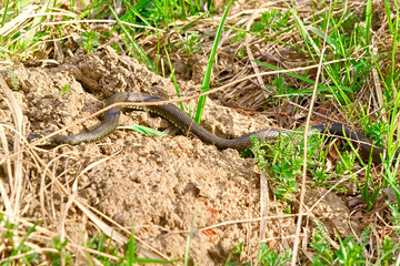 Snake in the dry grass.