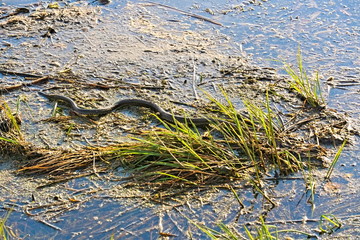 She crawls along the shore of the reservoir.