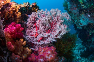 underwater reefs