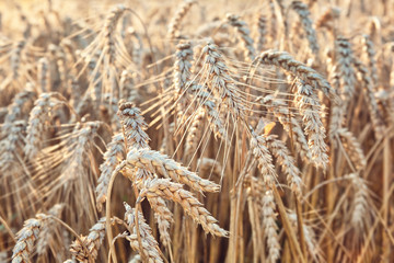 Field of wheat in the sunset, selective focus, agricultural background