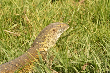 ALLIGATOR