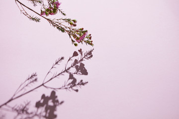 Beautiful floral composition with a branch of pink flowers on a pink background.