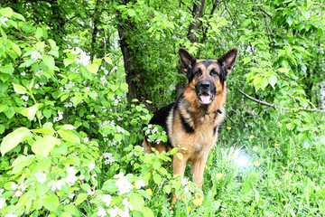 Dog German Shepherd in a park near branch of blossoming apple tree