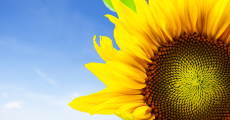 beautiful sunflower with green leaves