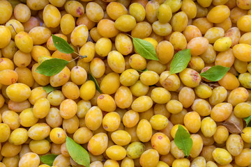 bunch of ripped yellow plums