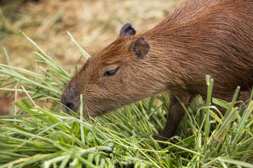 The capybara is a mammal native to South America. It is the largest living rodent in the world.