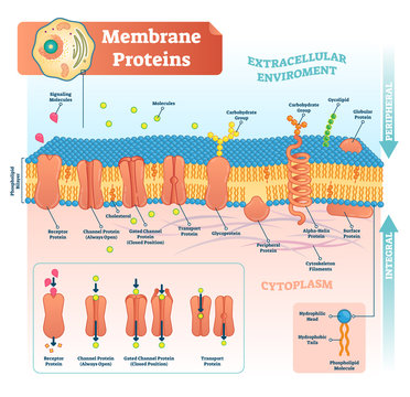 Membrane Proteins Labeled Vector Illustration. Detailed Structure Scheme.