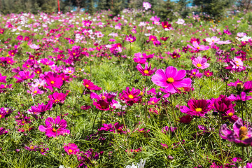Fototapeta premium Blooming cosmos flower