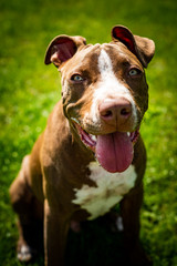 Young American Staffordshire pitbull dog outdoors in summer day