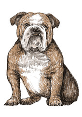 bulldog