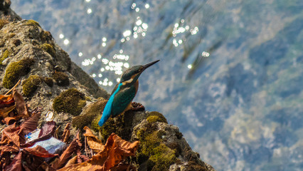 Beautiful blue Kingfisher bird in Sochi