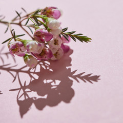 Beautiful tender twig with pink flowers and buds on a pink background