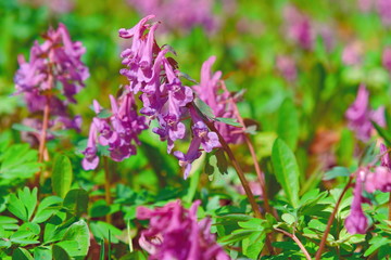 Corydalis flower close-up.