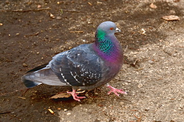 The city pigeon walks the earth.