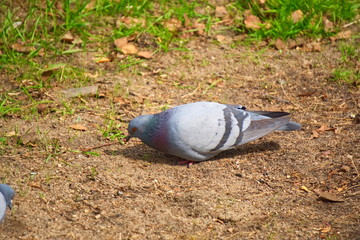 The city pigeon walks on the grass.