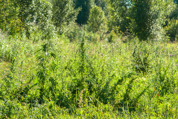 Cannabis plants uotdoors