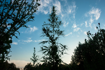 Cannabis plant over sky
